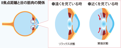 焦点距離と目の筋肉の関係